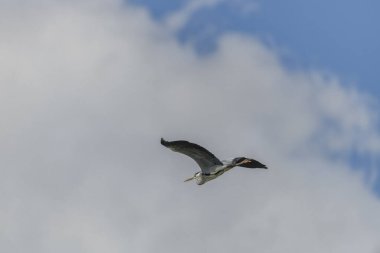 Güney Moravya 'da bulutlu bir bahar gününde Nesyt göleti yakınlarında gri balıkçıl.