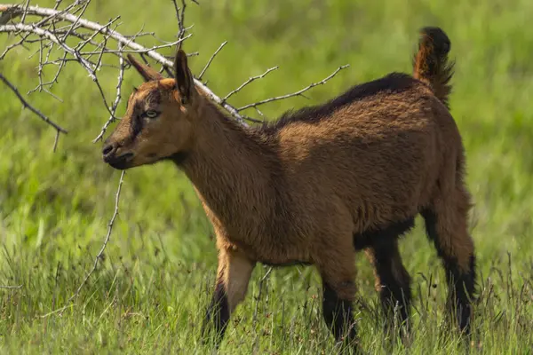 stock image Brown goat in green fresh grass in sunny hot spring day