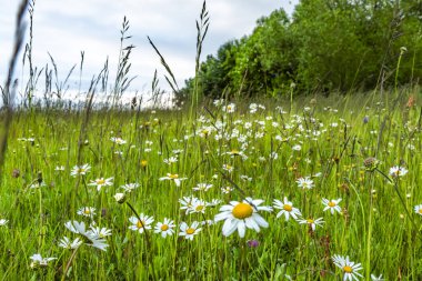 Yaz mevsiminde çiçekli Daisy Kasımpatı çiçekleri Taze yeşil çayır üzerinde bulutlu bir akşam