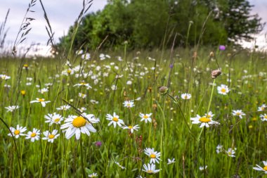 Yaz mevsiminde çiçekli Daisy Kasımpatı çiçekleri Taze yeşil çayır üzerinde bulutlu bir akşam