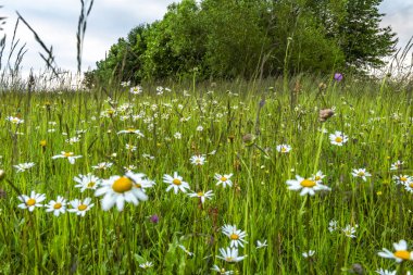 Yaz mevsiminde çiçekli Daisy Kasımpatı çiçekleri Taze yeşil çayır üzerinde bulutlu bir akşam