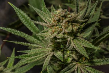 Califunk çeşit açık yeşil marihuana çiçeği olgunlaşmış renk çiçekleri