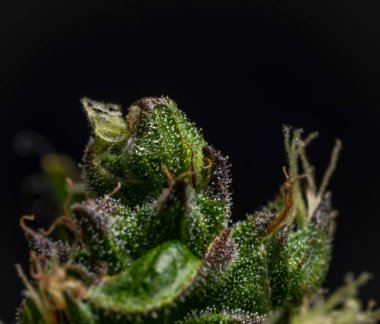 Renk için Macro Manzarası Güçlü çiçek seradan güzel marijuana çiçeği