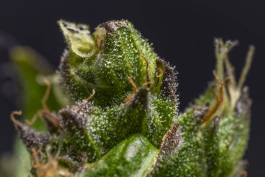 Renk için Macro Manzarası Güçlü çiçek seradan güzel marijuana çiçeği