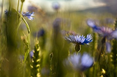 Renkli tarlada mavi çiçek Yazın taze güneşli bir gecede çayır