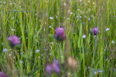 Renkli taze çayır ve tarla günbatımı ve güzel yaz çiçekleri