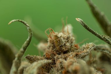 Califunk 'un kuru, güçlü çiçekleri yeşil arka planda tıbbi marihuana çeşitleri.