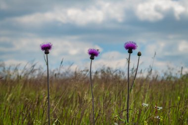 Krusne dağlarındaki çiçekler ve çayırlar güneşli bir gün.