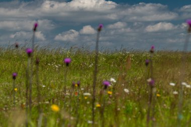 Krusne dağlarındaki çiçekler ve çayırlar güneşli bir gün.