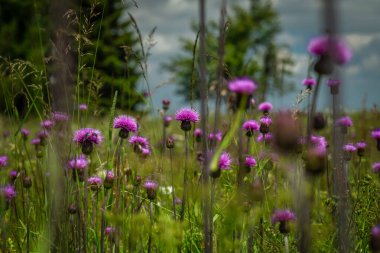 Krusne dağlarındaki çiçekler ve çayırlar güneşli bir gün.