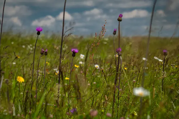 stock image Flowers and meadows in Krusne mountains with sunny color day