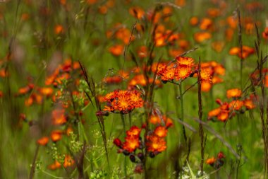 Kuzey Bohemya 'daki Krusne dağlarında açık yeşil çimlerde turuncu yaz çiçekleri