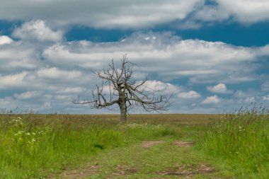 Mavi gökyüzü ve beyaz bulutlar arasında yol olan kuru ahşap.