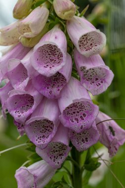 Krusne dağlarındaki yüksükotu ve çayırlar güneşli, taze, renkli bir günde