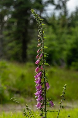 Krusne dağlarındaki yüksükotu ve çayırlar güneşli, taze, renkli bir günde
