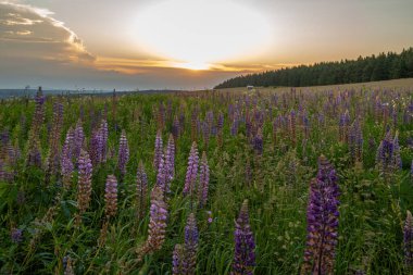 Lupinus nice flower after blooming in sunset color evening near Bozi Dar town clipart