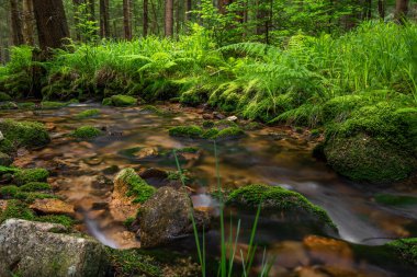 Krusne dağlarındaki Stribrny deresi Sıcak yaz gününde