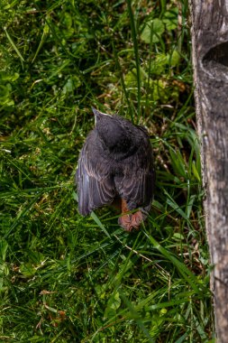 Güneşli yaz gününde yeşil çimlerin üzerinde genç Sitta Avrupa