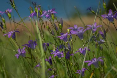 Güneşli yaz gününde taze çiçeklerle renklendirilmiş çiçekler.