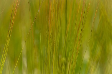 Güneşli yaz gününde yeşil taze tahıl