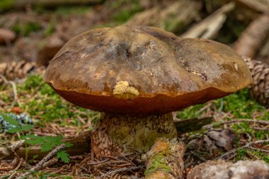 Boletus mushroom in dry spruce tree forest in fresh mountains clipart