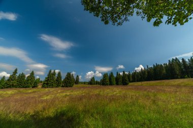 Kuzey Bohemya 'daki Krusne dağlarında açık yeşil çimenlerde yaz çiçekleri Prebuz kasabası yakınlarında