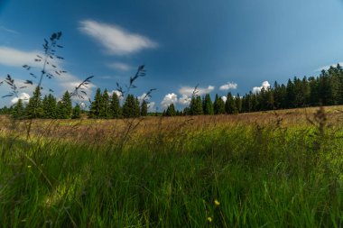 Kuzey Bohemya 'daki Krusne dağlarında açık yeşil çimenlerde yaz çiçekleri Prebuz kasabası yakınlarında