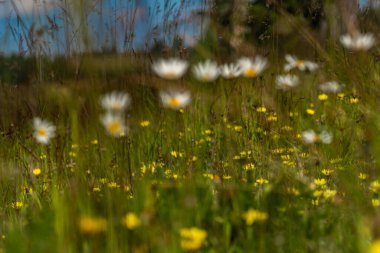 Kuzey Bohemya 'daki Krusne dağlarında açık yeşil çimenlerde yaz çiçekleri Prebuz kasabası yakınlarında
