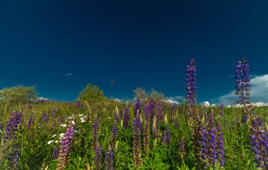 Lupinus, gün batımında açtıktan sonra Bozi Dar kasabasının yakınlarında güzel bir çiçek açar.