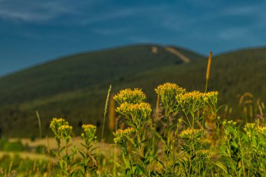 Tepeli yeşil çayır ve Ramzova köyü yakınlarındaki taze gece ormanları.