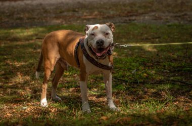 Sıcak yaz gününde parkta turuncu beyaz pitbull köpeği.