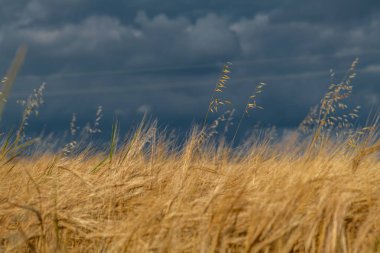 Yaz sıcacık, güneşli, altın taneli ve koyu mavi gökyüzüyle