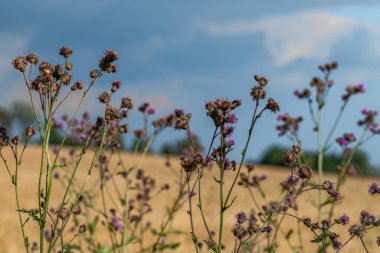Yaz sıcacık, güneşli, altın taneli ve koyu mavi gökyüzüyle