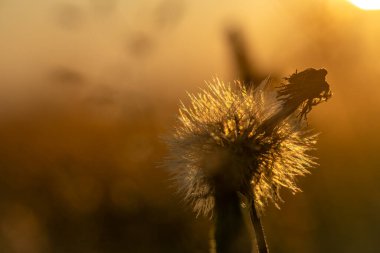 Vysoke Nad Jizerou kasabası yakınlarında çimenlik ve çiçek açan günbatımı