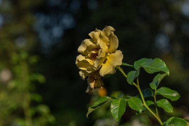 Çiçeklerin renk açtığı Botanik Bahçesi Yazın sıcak ve güneşli bir sabah