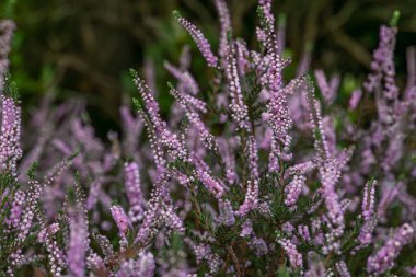 Çiçek açan renk fundalığı yaz sabahı bahçede.
