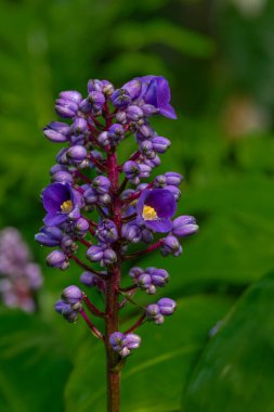 Çiçeklerin renk açtığı Botanik Bahçesi Yazın sıcak ve güneşli bir sabah