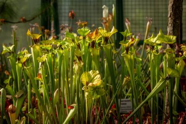 Çiçeklerin renk açtığı Botanik Bahçesi Yazın sıcak ve güneşli bir sabah