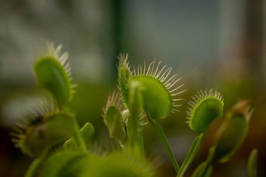 Çiçeklerin renk açtığı Botanik Bahçesi Yazın sıcak ve güneşli bir sabah