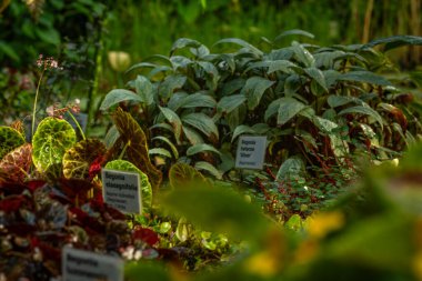 Yazın çiçek açan botanik bahçesi Liberec CZ 08 31 2024