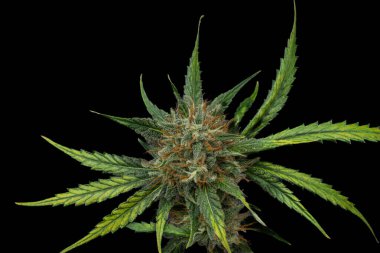 S.A.G.E. Koyu siyah duvarlı çeşitli tıbbi marihuana çiçekleri