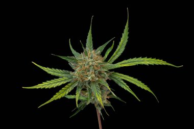 S.A.G.E. Koyu siyah duvarlı çeşitli tıbbi marihuana çiçekleri