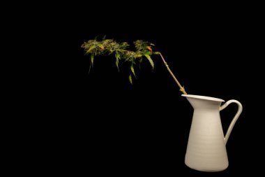 Olgunlaşmış tıbbi çiçek siyah arka planda marihuana çiçeği