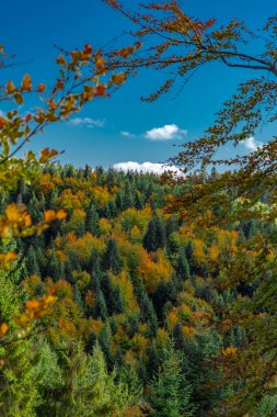 Güzel sonbahar çayırları ve ormanlar güneşli renklerde Jaworki köyü yakınlarında taze bir gün.