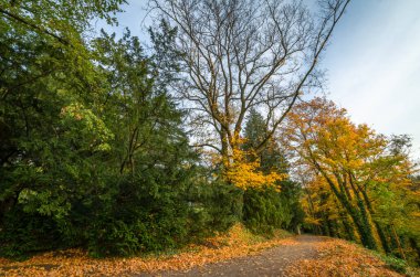 Castle park with big trees near Zlaty creek and waterfall in autumn evening in Opocno town clipart