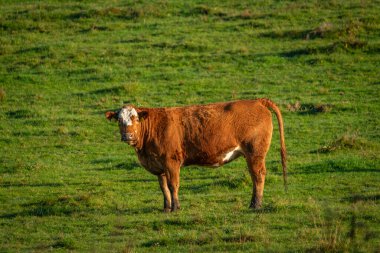 Sumava sonbahar dağlarında yeşil çayır üzerinde turuncu inek