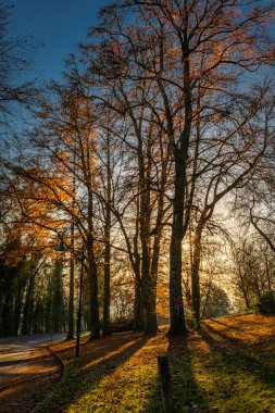 Sonbahar akşamı Postlingberg Tepesi 'nin yakınındaki renkli kuru yaprak ağaçlarıyla park et.