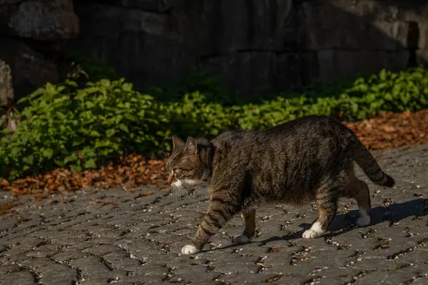 Linz 'de sonbahar geldi. Yetişkin ev kedisi tasmalı.