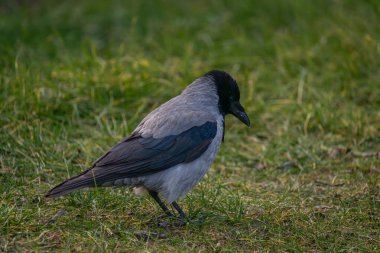 Rook bird on green grass meadow in winter cold cloudy day clipart