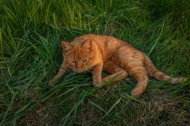 Kızıl saçlı erkek baharda taze bir akşam Bohemya 'nın doğusunda küçük bir köyde